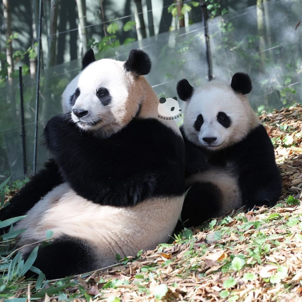 엄마랑 화해하고 같이 외근 나온 후이바오🐼.jpg | 인스티즈