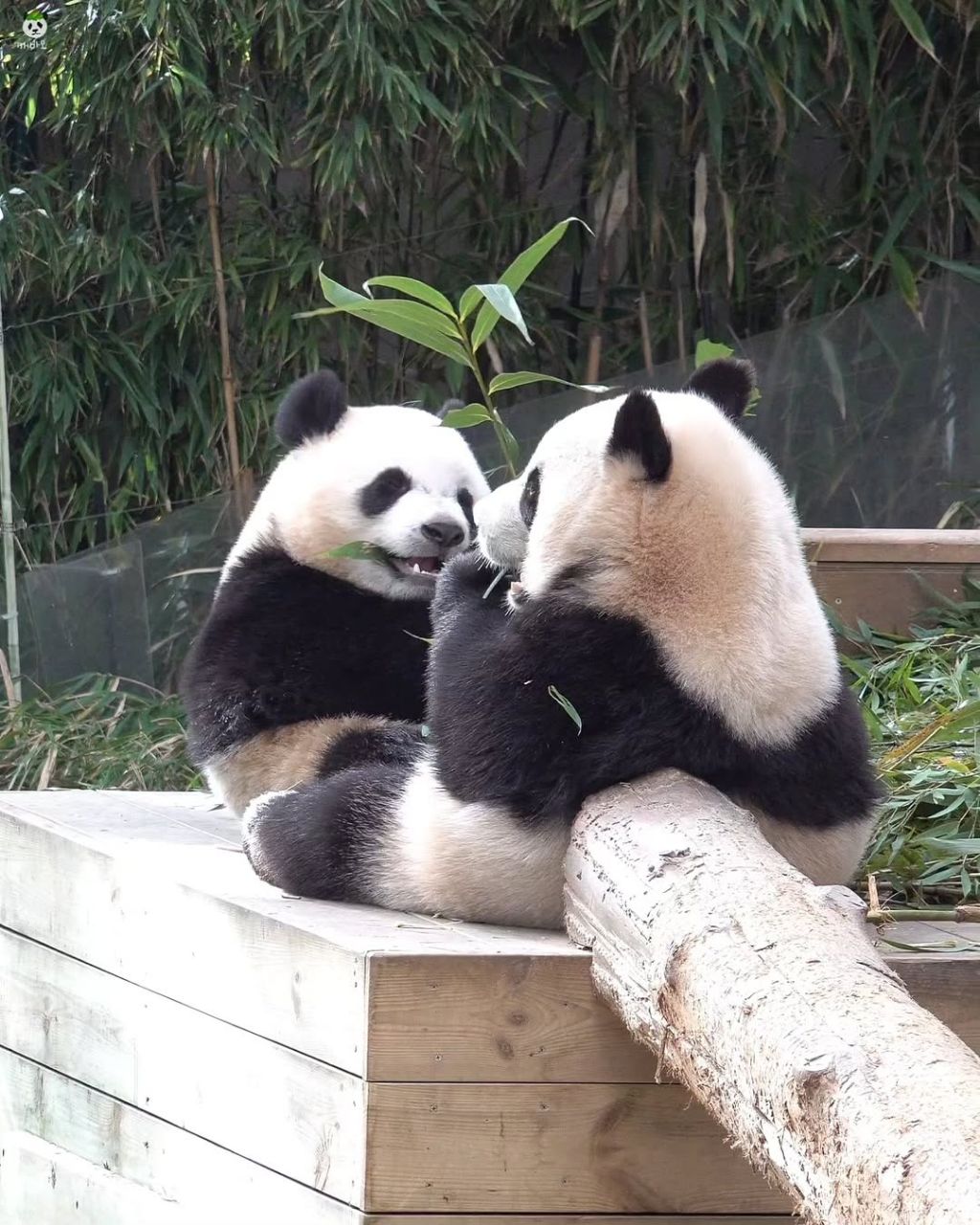 서로 마주앉아서 밥먹는 아기곰🐼 루후💜🩷 | 인스티즈
