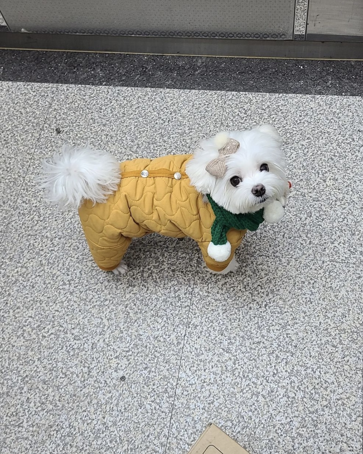 택배견 경태 인스타.jpg | 인스티즈