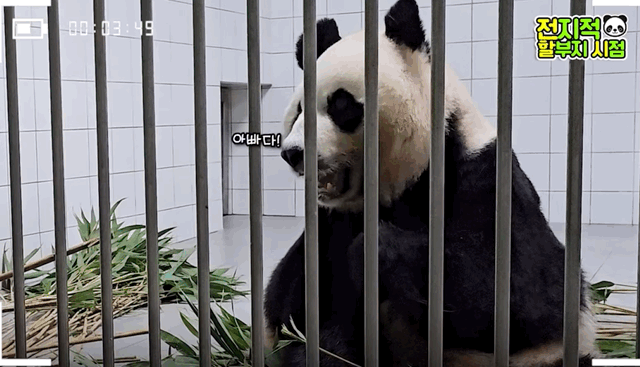 오늘 전지적 판다와쏭 먹깨비 아이바오ㅋㅋㅋㅋ.gif | 인스티즈