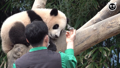 푸바오와 작은할부지 송바오🐼.jpg | 인스티즈
