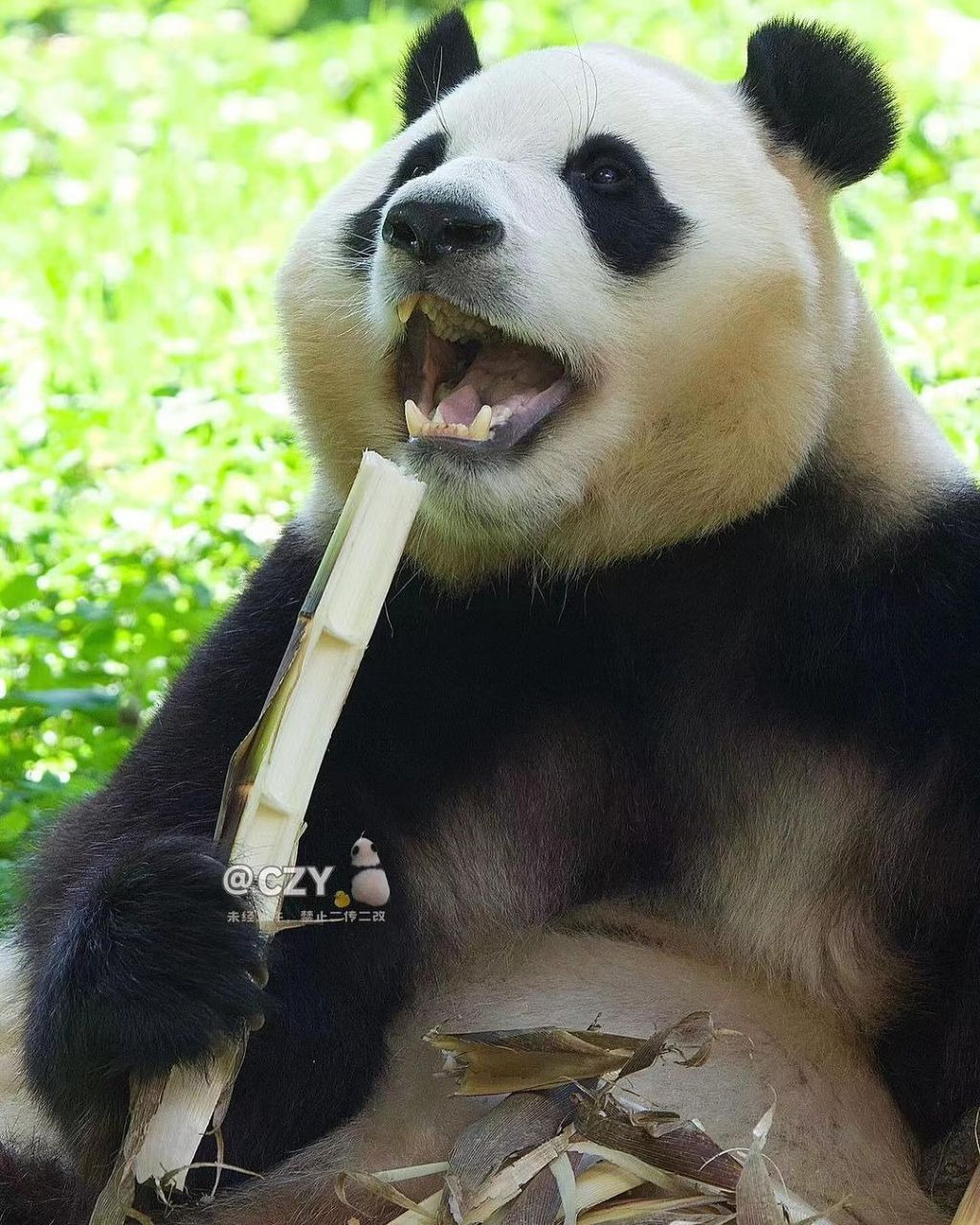 죽순 마이크들고 노래부르는 푸바오🐼.jpg | 인스티즈