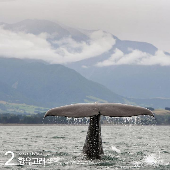 우영우도 사랑한 고래들을 볼 수 있는 곳.jpg | 인스티즈
