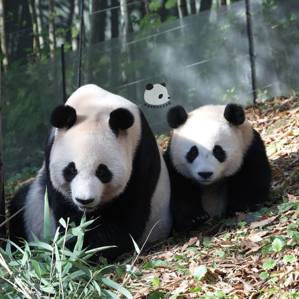 엄마랑 화해하고 같이 외근 나온 후이바오🐼.jpg | 인스티즈
