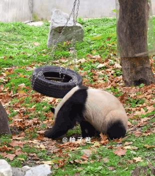 푸바오🐼: 그네 너 움직이디마! 가만히 있어.gif | 인스티즈