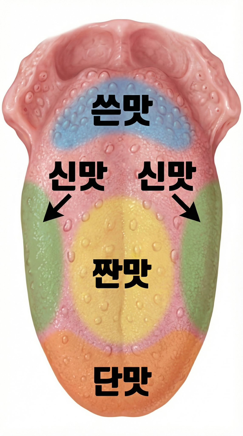 아재들이 학교다닐때 배웠던 혀의 맛지도.jpg - ★ ··· 하프타임 - 樂soccer