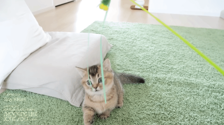 하찮은 그 잡채인 아기냥이.gif | 인스티즈