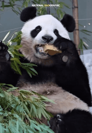 아이바오🐼가 아직 모르는 후이바오의 비밀🩷 | 인스티즈