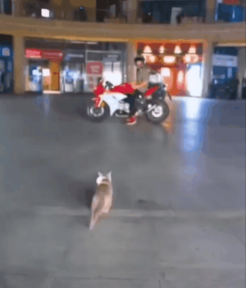 오토바이 헬맷 쓴 고양이.gif | 인스티즈