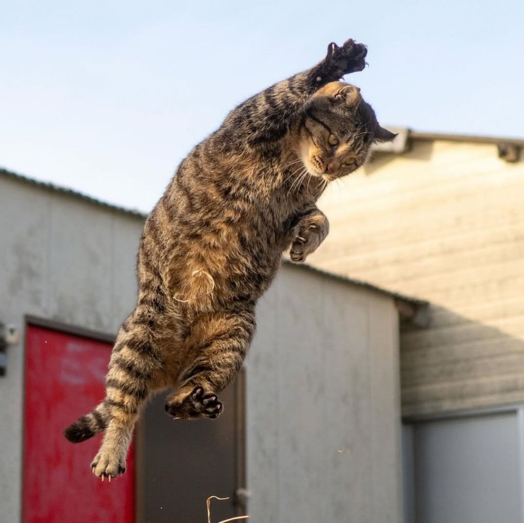 무림고수가 죽으면 고양이로 환생한다는 이야기가 있다 | 인스티즈
