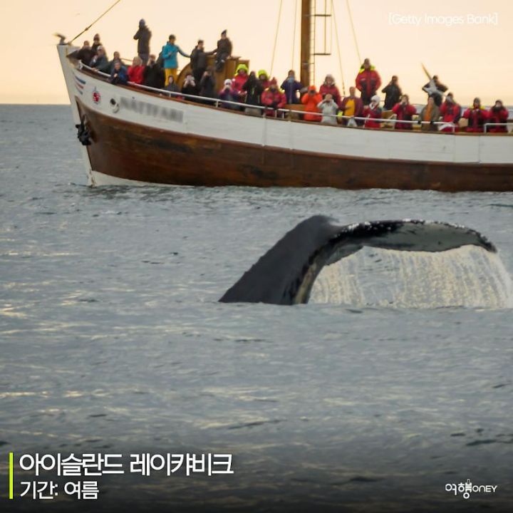 우영우도 사랑한 고래들을 볼 수 있는 곳.jpg | 인스티즈