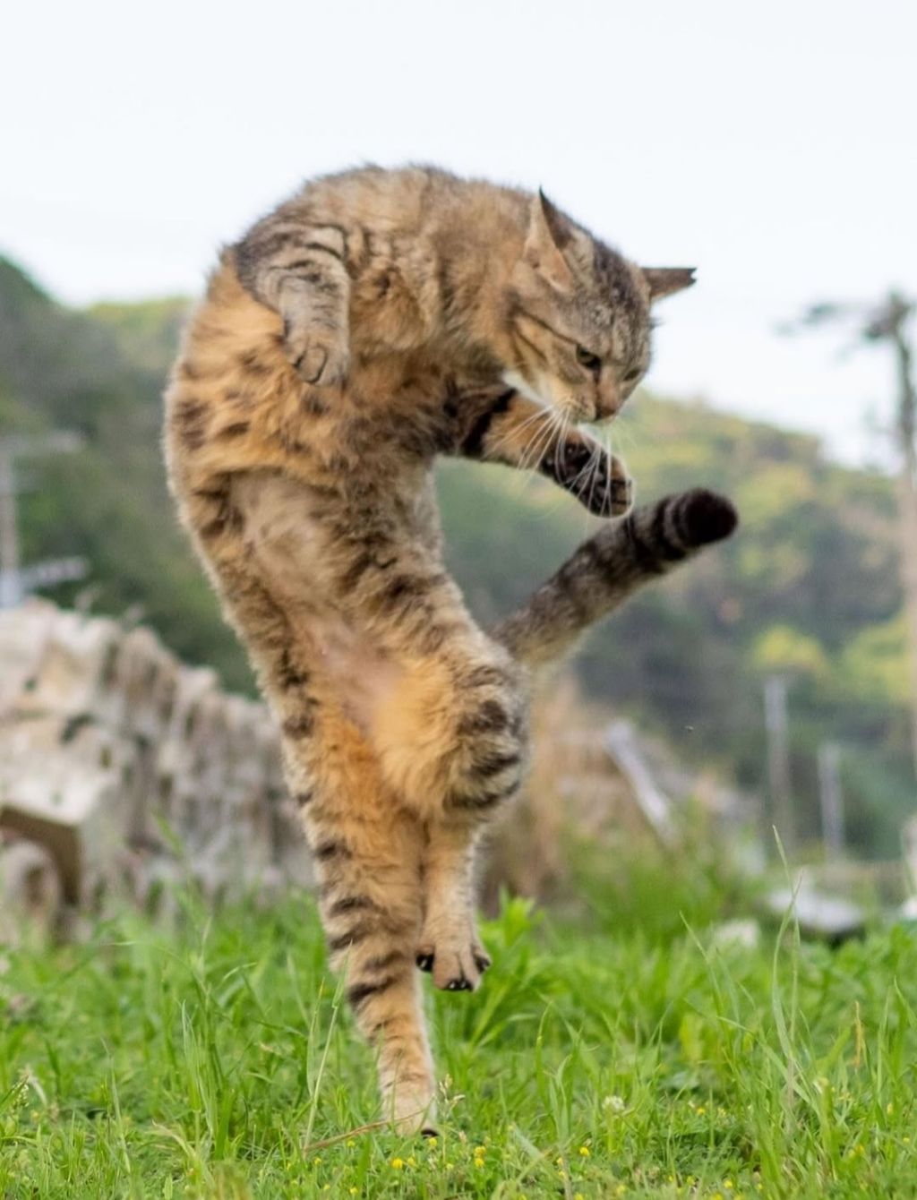 무림고수가 죽으면 고양이로 환생한다는 이야기가 있다 | 인스티즈