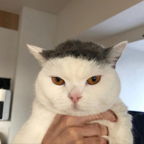 뭐랄까... 강호동....같은 헤어스타일을 가진 고양이.jpg | 인스티즈