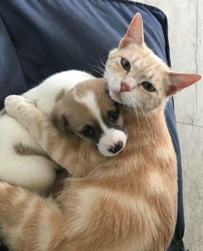 댕댕이와 고양이.jpg | 인스티즈