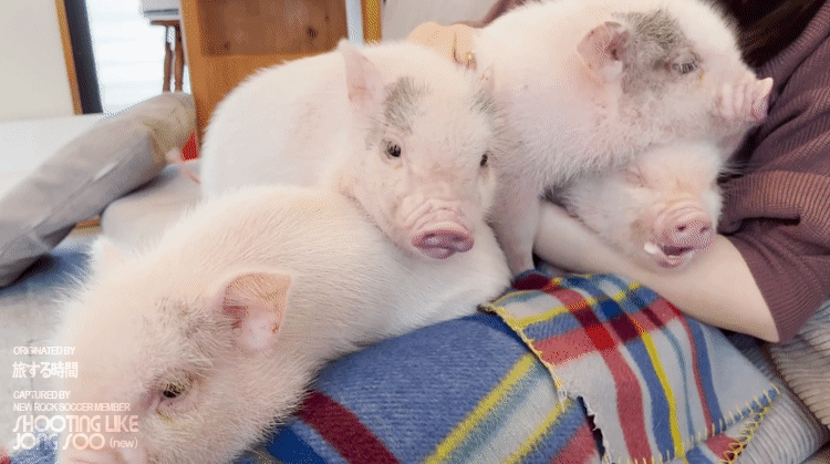 일본 도쿄의 미니어처 피그 카페.gif | 인스티즈