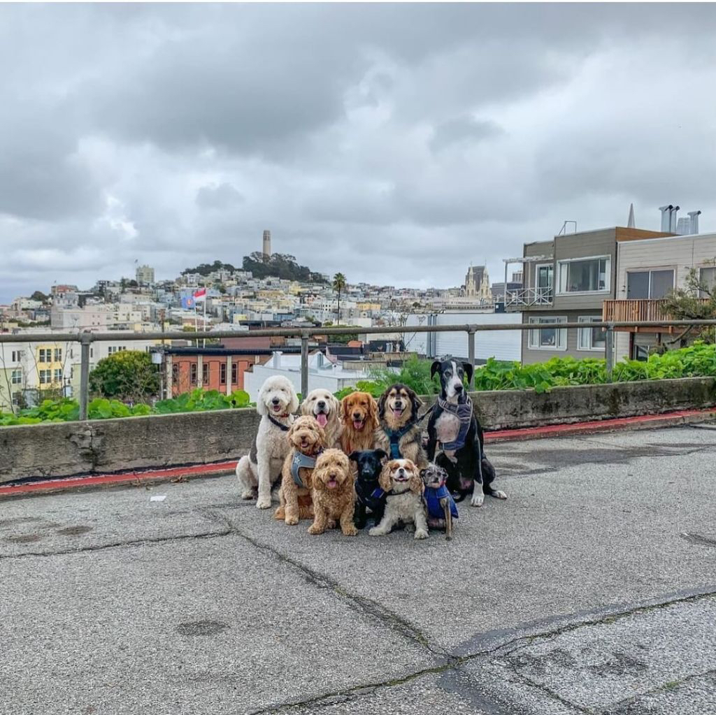 단체 촬영중인 강아지 | 인스티즈