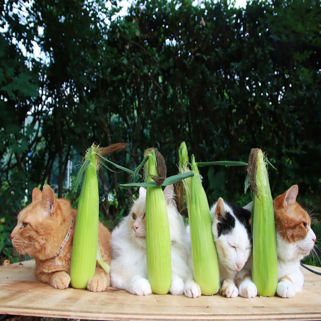 😺어서오세요 오전에만 운영하는 치즈냥 식당입니다~ | 인스티즈