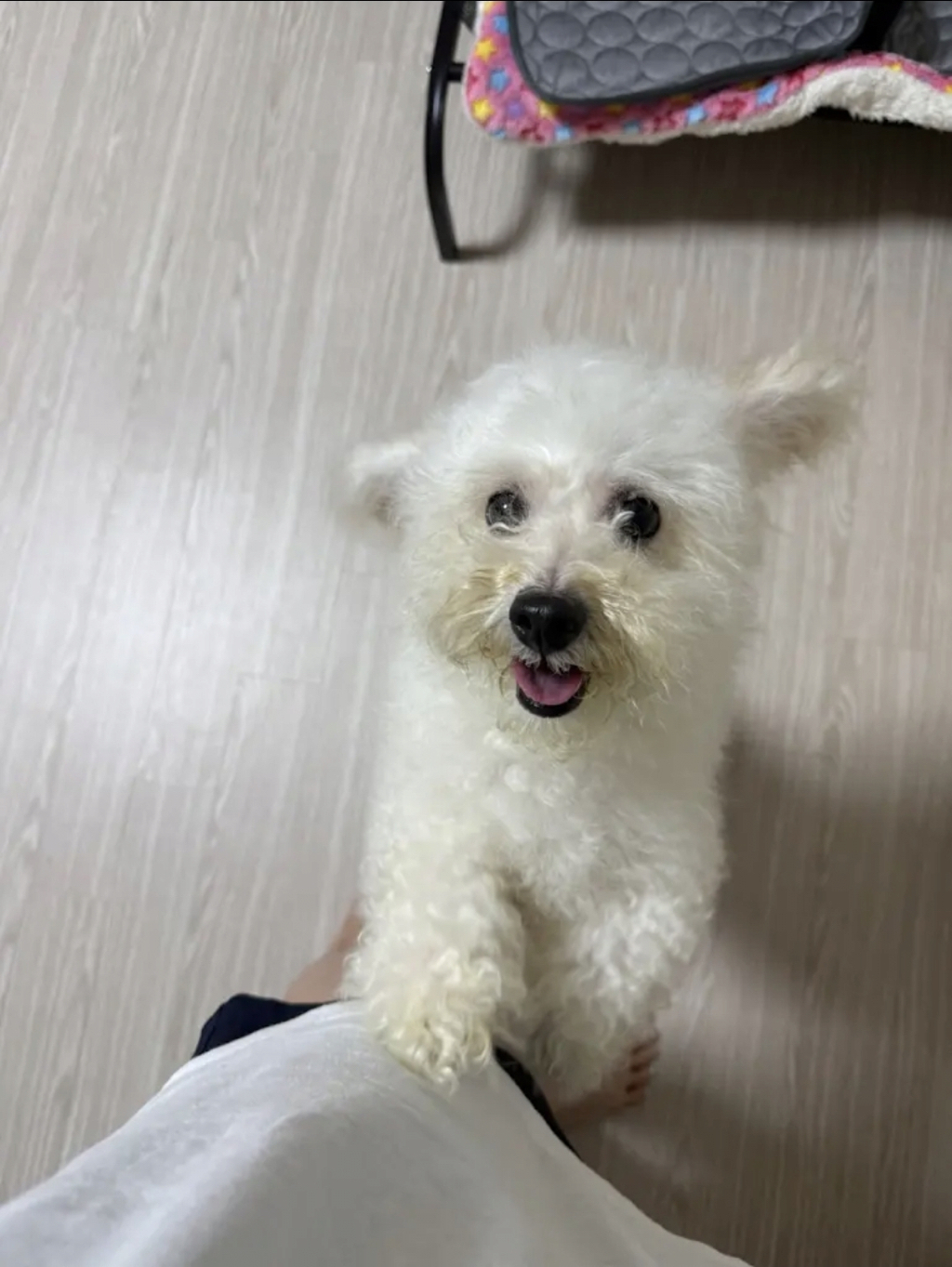 고독사 현장에서 누군가 오기만을 기다린 작은 생명 | 인스티즈