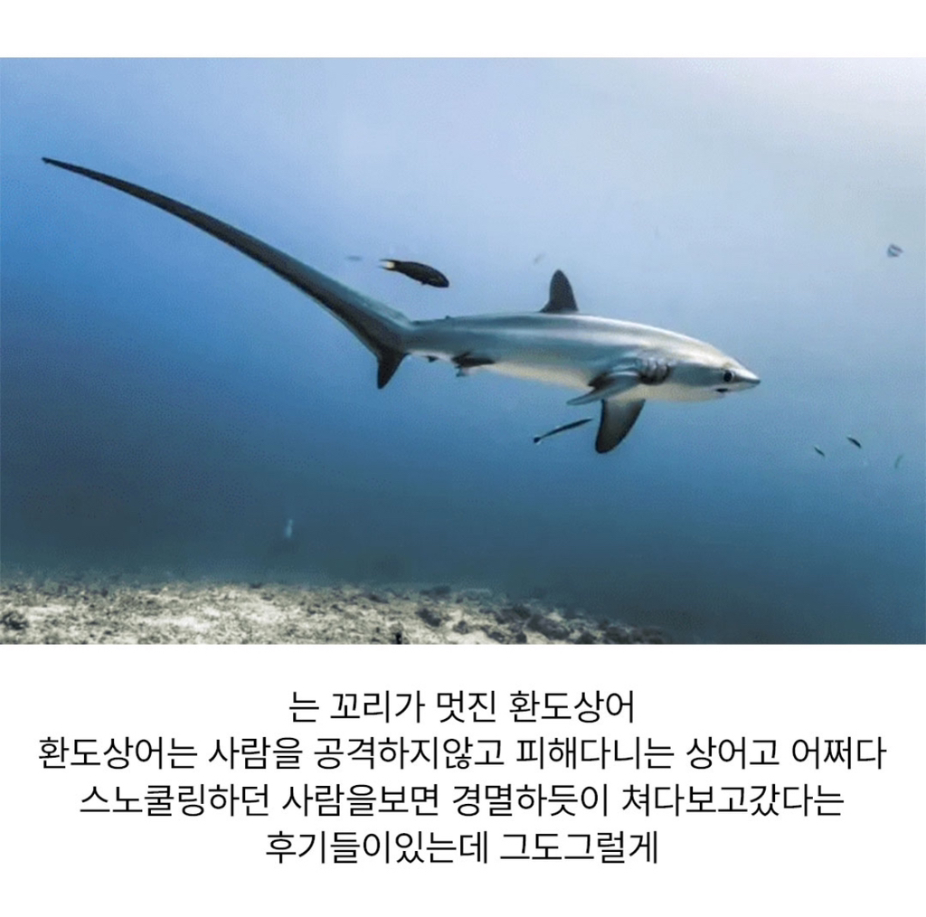 바다에서 사람을 보면 경멸하듯이 쳐다보고 간다는 상어 | 인스티즈