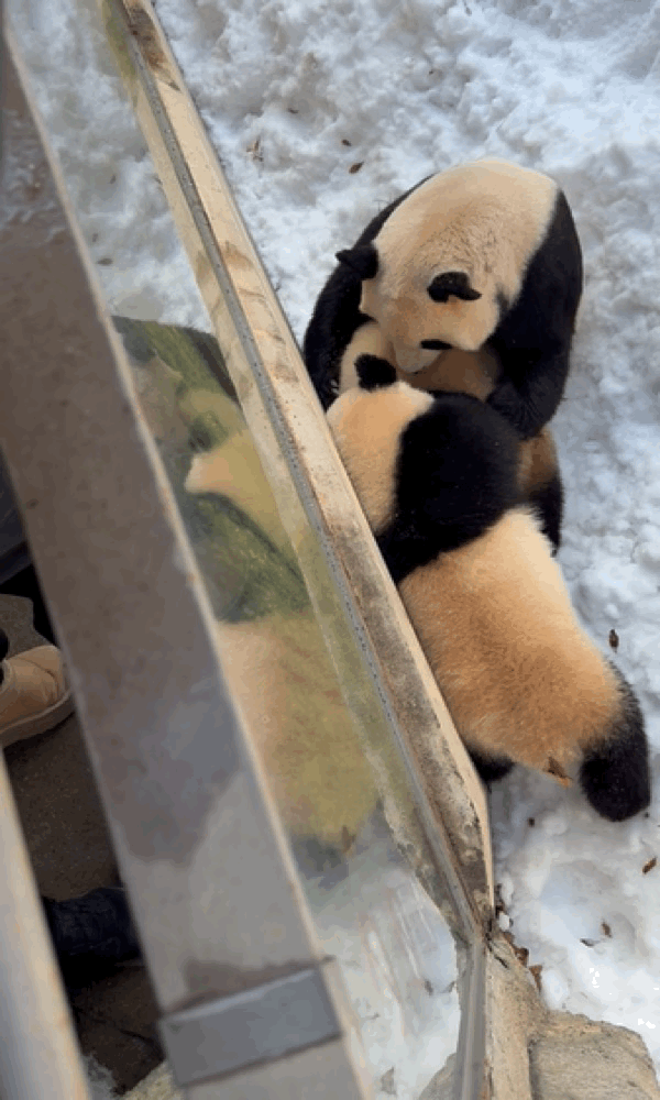 오늘자 용인소싸움의 주인공🐼 아이바오❤️루이바오 | 인스티즈