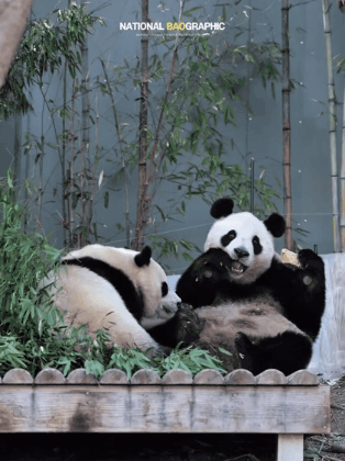 아이바오🐼가 아직 모르는 후이바오의 비밀🩷 | 인스티즈