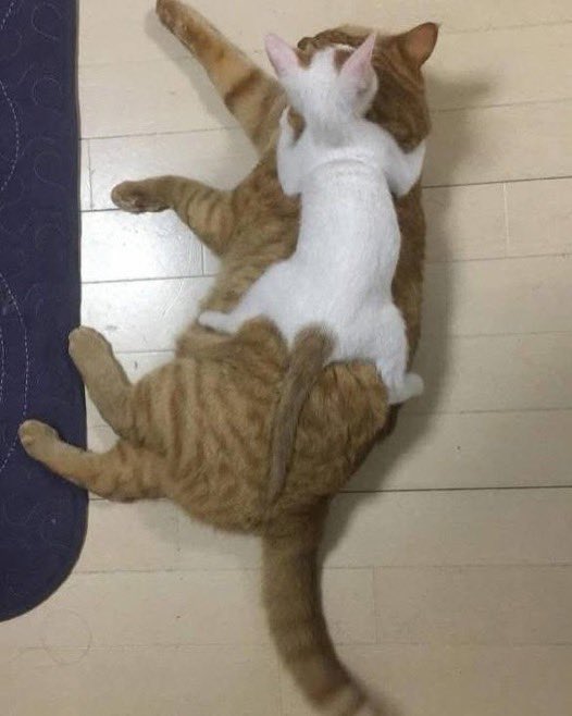 아기고양이 입양 1년후 | 인스티즈