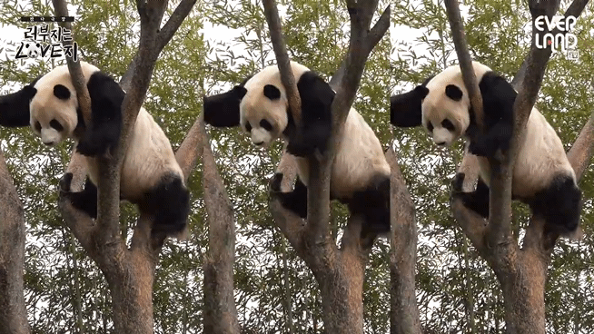 송바오 재롱에 한껏 신난 러바오🐼.gif | 인스티즈