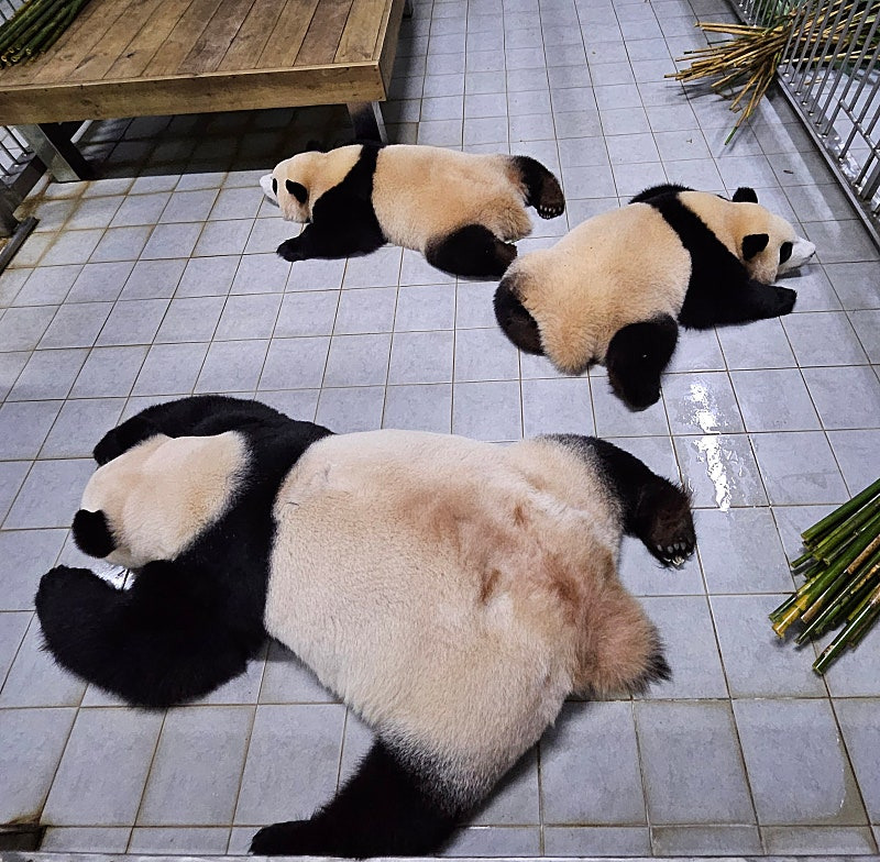 바오 이미지