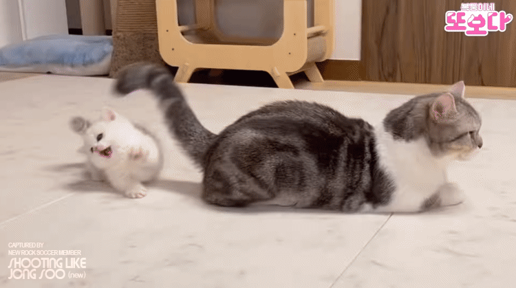 아깽이의 장난감.gif | 인스티즈