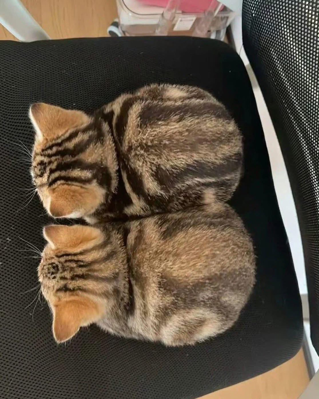 한날 한시 태어난 고양이 쌍둥이 | 인스티즈