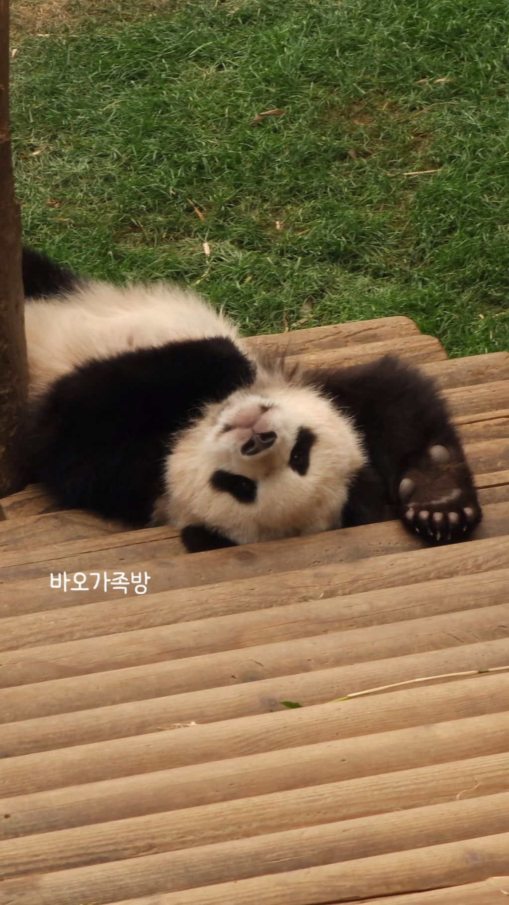 오늘자 대나무 우산🌂 선물받은 루이후이바오🐼.jpgif | 인스티즈