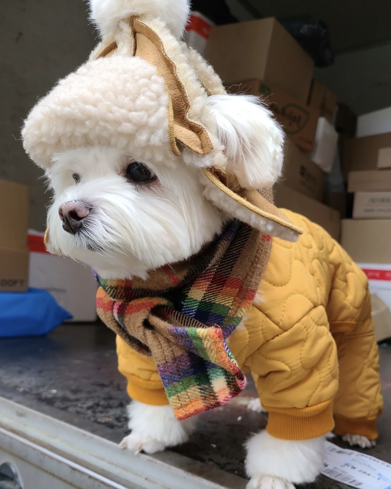 택배견 경태 인스타.jpg | 인스티즈