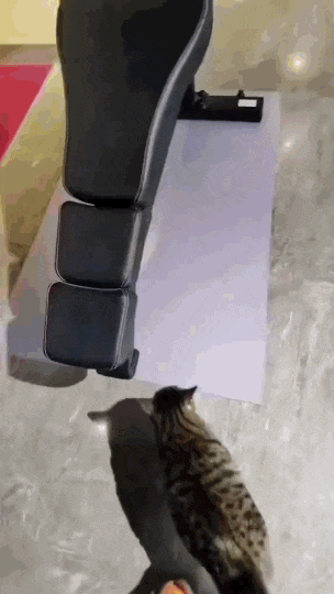 헬스장 고양이.gif | 인스티즈