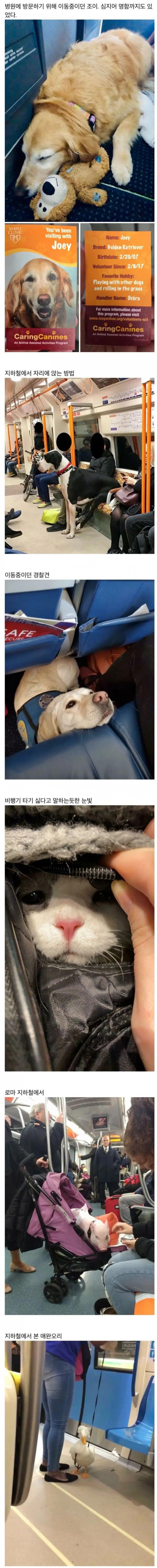 (스압주의)대중교통에서 만난 반려동물들 | 인스티즈