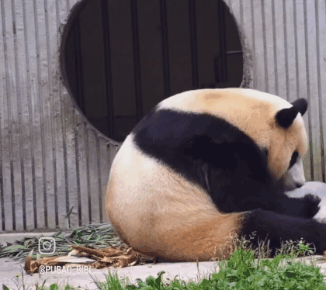 오늘도 삼툔들이 얼음빙수줘서 신난 푸바오🐼.gif | 인스티즈