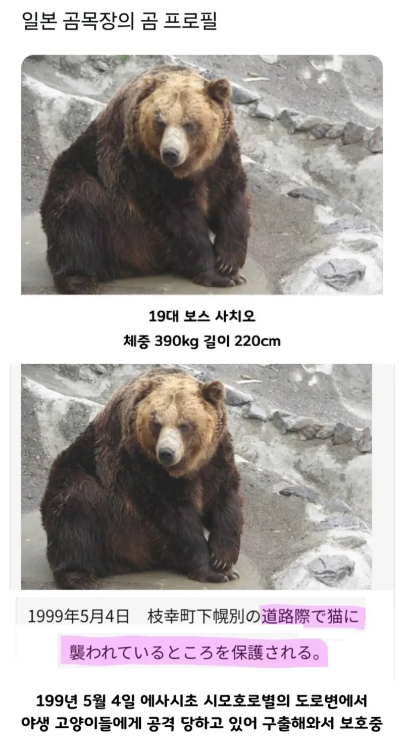충격적인 일본 곰 목장의 곰 프로필 | 인스티즈