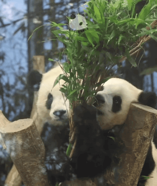 후이때문에 대나무도 놓치고 만신창이 된 루이바오🐼.gif | 인스티즈