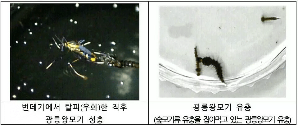 해충같아보이지만 사실 익충 | 인스티즈