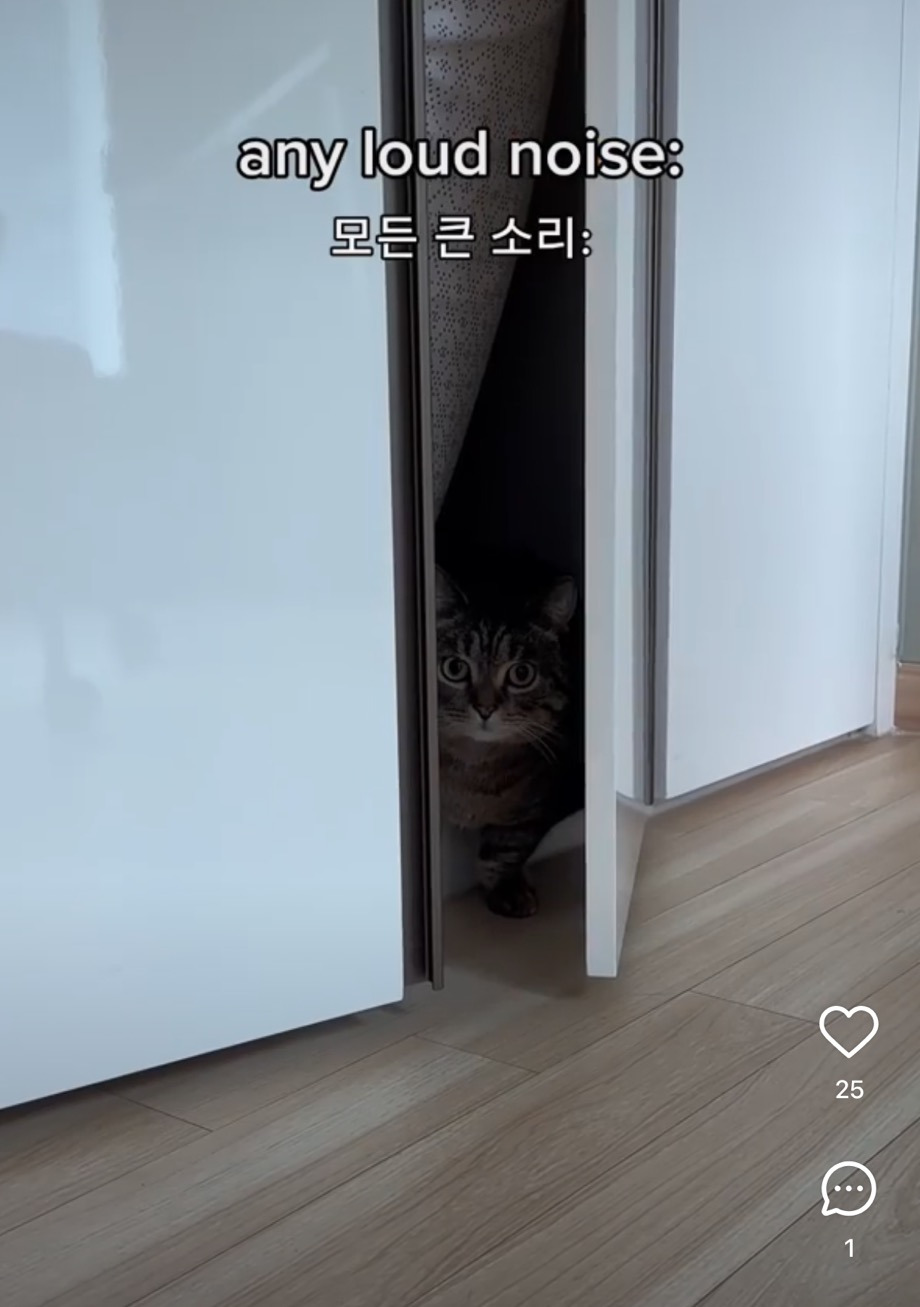 고양이 특 | 인스티즈