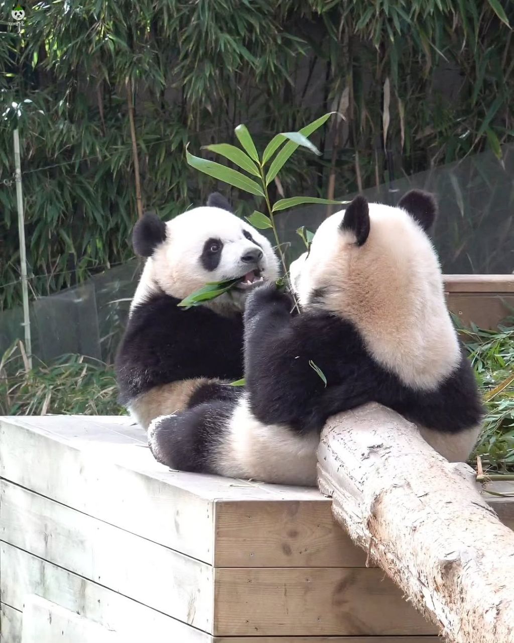 서로 마주앉아서 밥먹는 아기곰🐼 루후💜🩷 | 인스티즈