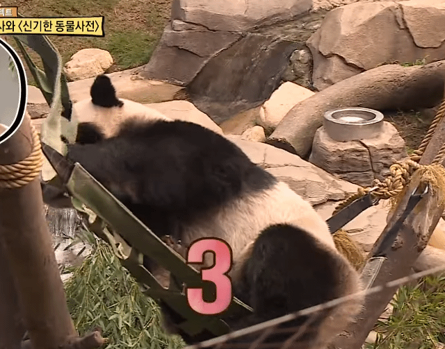 훤칠한 키, 짧은 다리, 귀여운 뱃살을 가진 우리 러부지 러바오.gif | 인스티즈