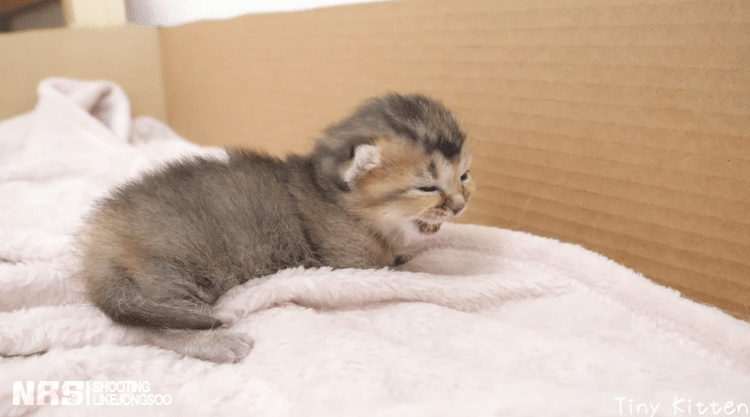잠에서 깨어나 엄마를 찾는 아기냥이.gif | 인스티즈
