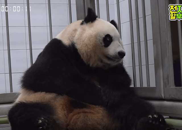 강바오 앞에선 아기같은 아이바오 이뻐이뻐.gif | 인스티즈