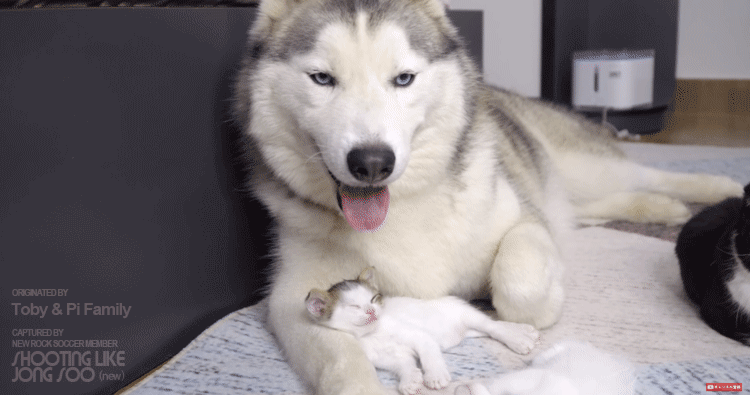 고양이 육아스킬 만렙인 시베리안 허스키.gif | 인스티즈