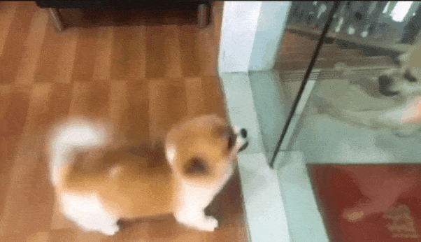 강아지가 서로 으르렁거리길래 싸우라고 판을 깔아줬다.GIF | 인스티즈