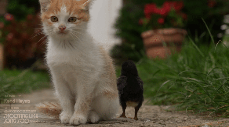 아제르바이잔 전통빵을 만드는데...고양이가 귀엽습니다.gif | 인스티즈