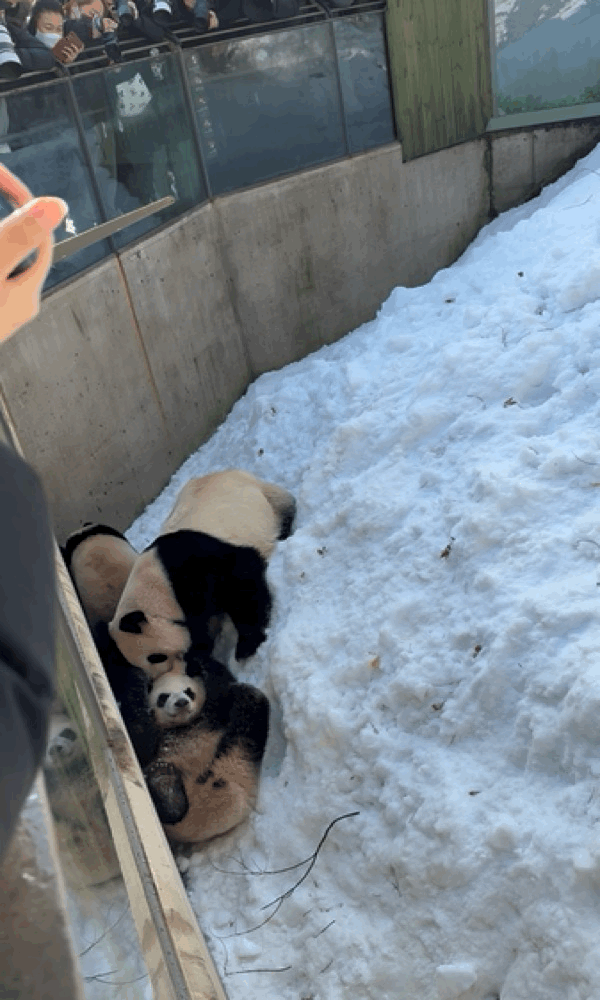 오늘자 용인소싸움의 주인공🐼 아이바오❤️루이바오 | 인스티즈