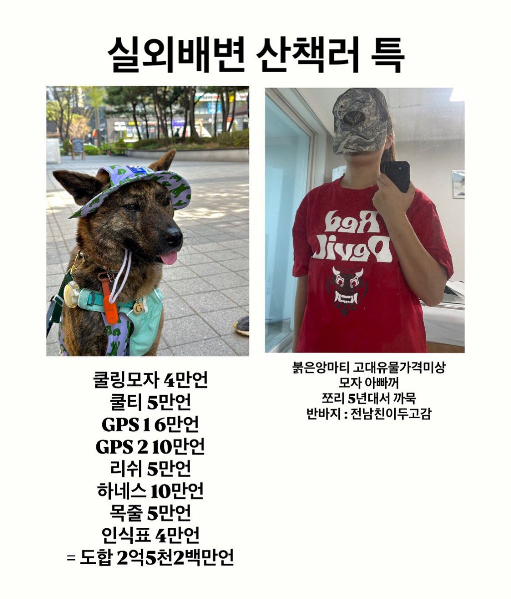 실외배변견 산책러 특징 | 인스티즈