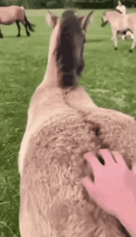 말의 엉덩이를 함부로 만지면 안되는 이유.gif | 인스티즈