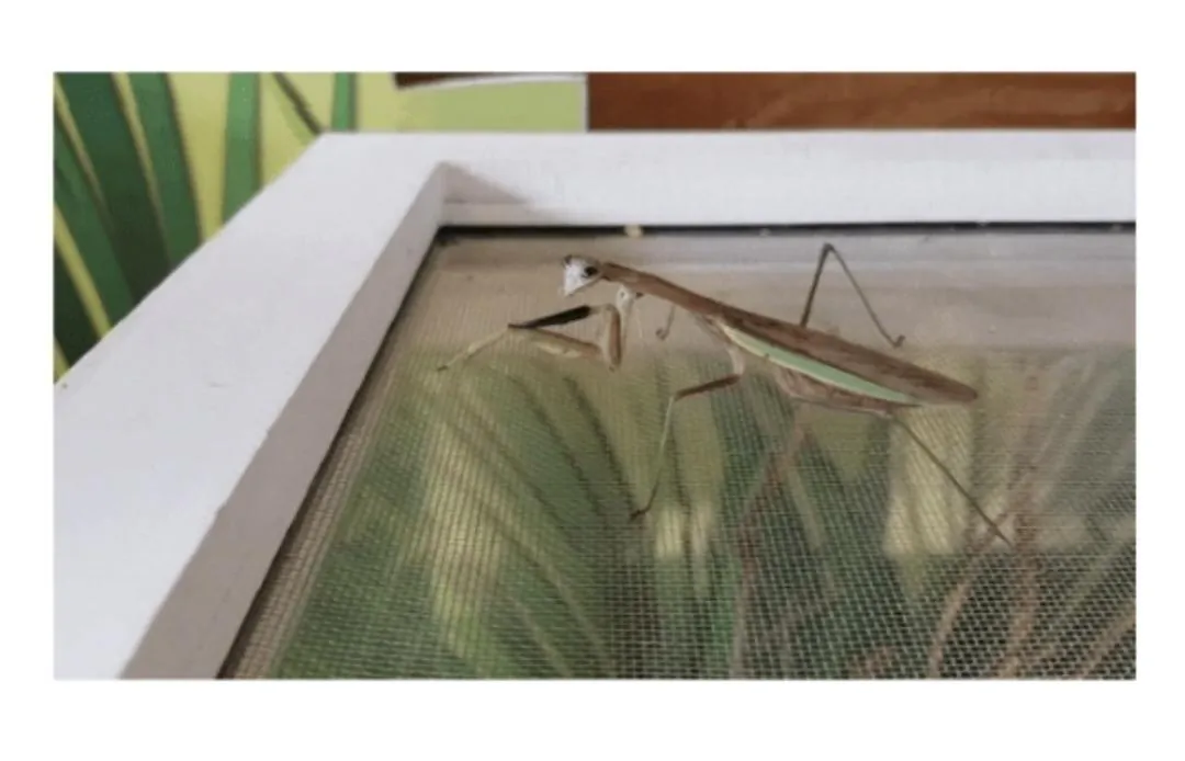 비브라늄 사마귀 최신근황 | 인스티즈